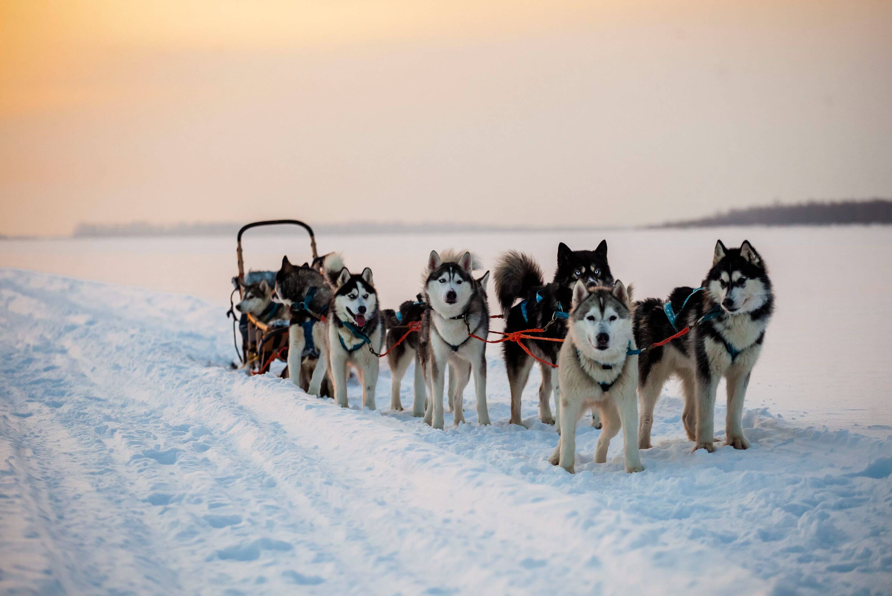 Хаски-центр «Югра»