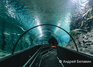 Океанариум «Акватика»