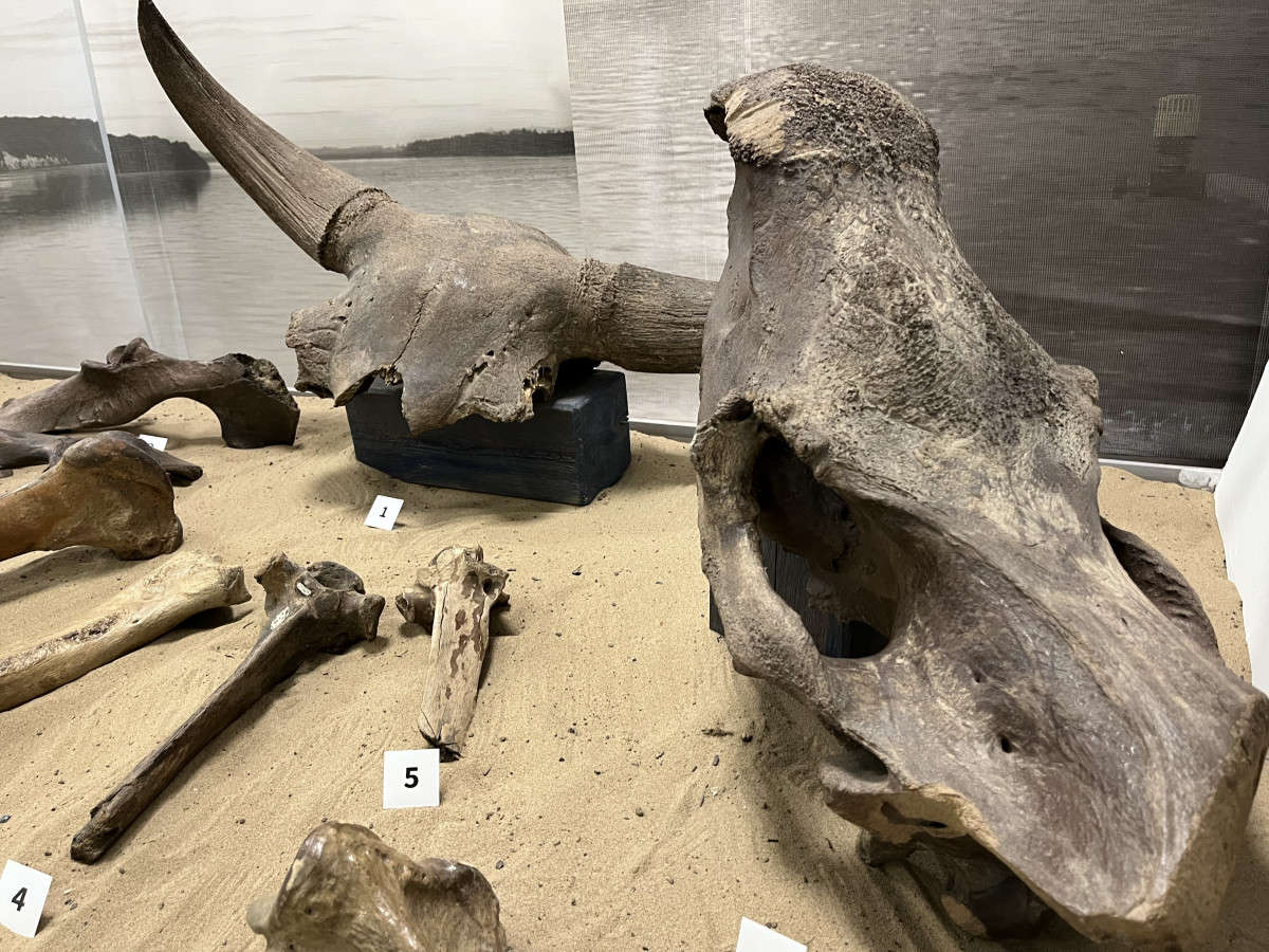 Нижневартовский краеведческий музей