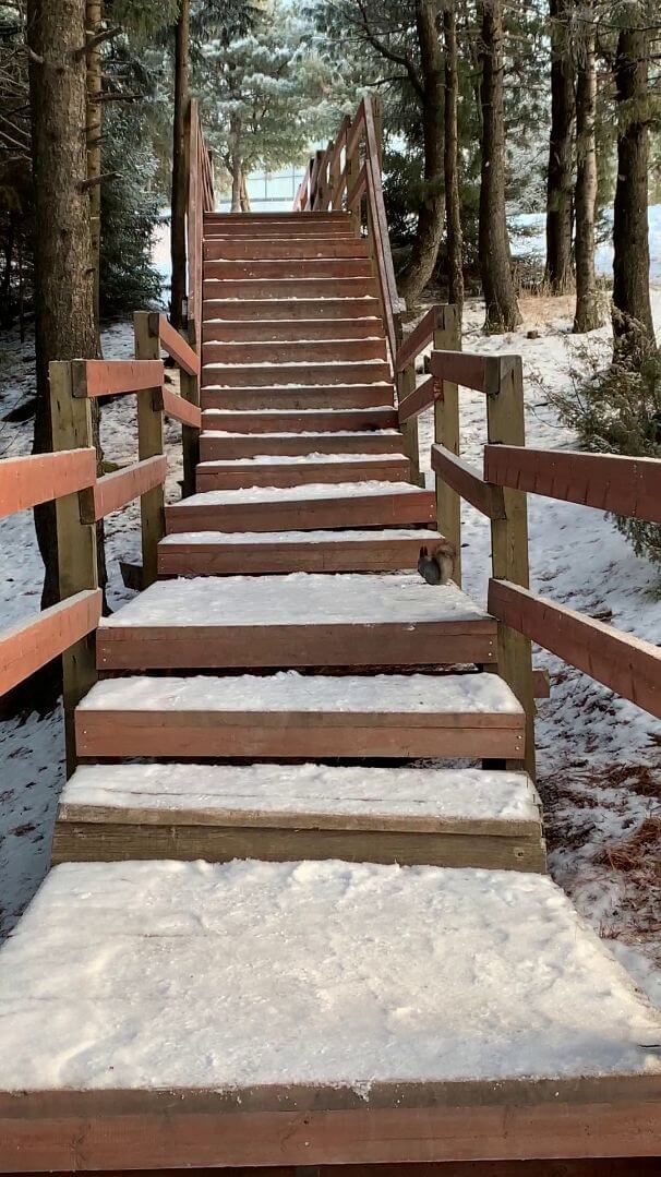 Лесные жители